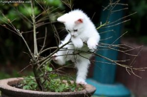 kitten_tree_climb